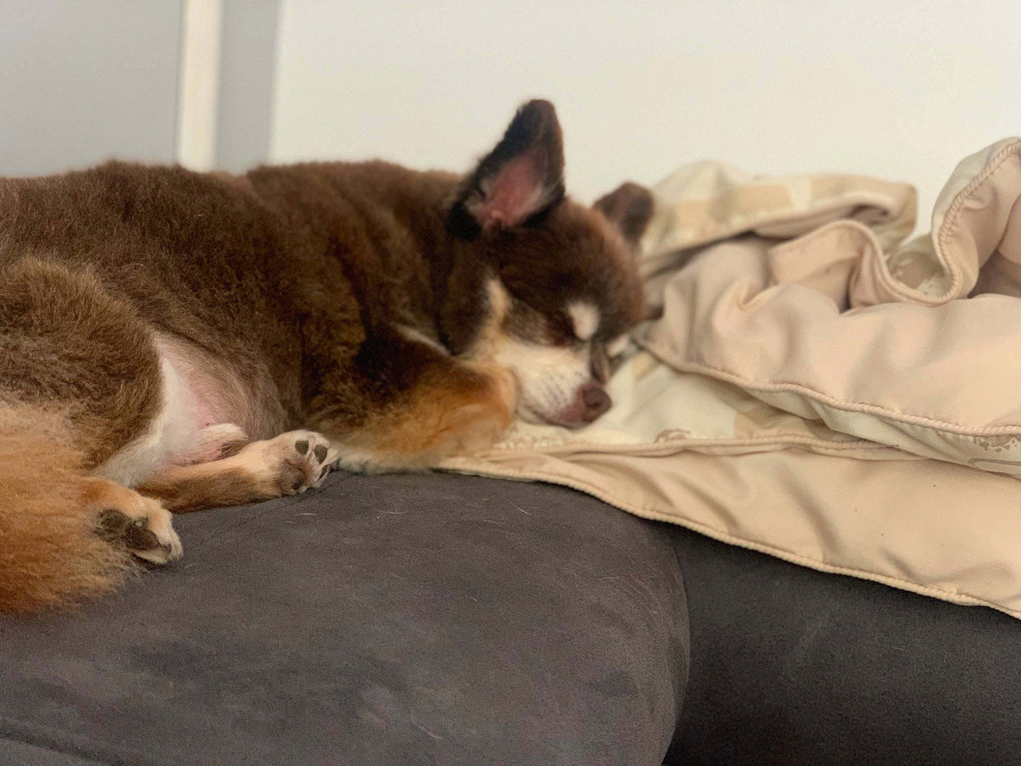 Larry a rejoint le concours — aidez-le/la à gagner de superbes lots ! bed, bedding, carnivore, comfort, companion_dog, dog, dog_breed, fawn, felidae, fur, linens, nap, non_sporting_group, paw, room, small_to_medium_sized_cats, tail, terrestrial_animal, whiskers, working_animal