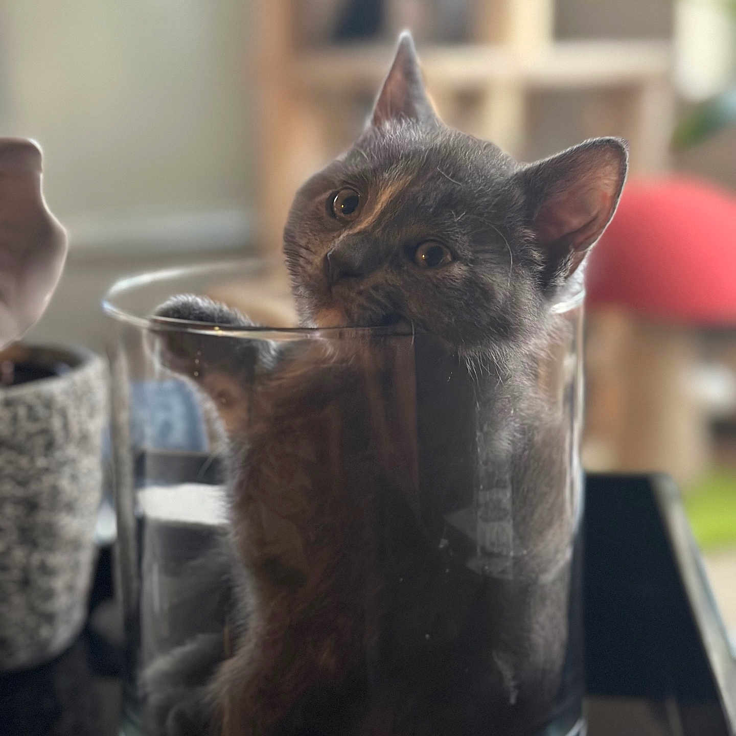Piper joined the competition — help win amazing prizes! animal, blurred_background, cat, closeup, container, cozy, curious, cute, domestic_cat, ears, eyes, feline, fur, glass_container, gray_cat, indoor, pet, playful, sitting, whiskers