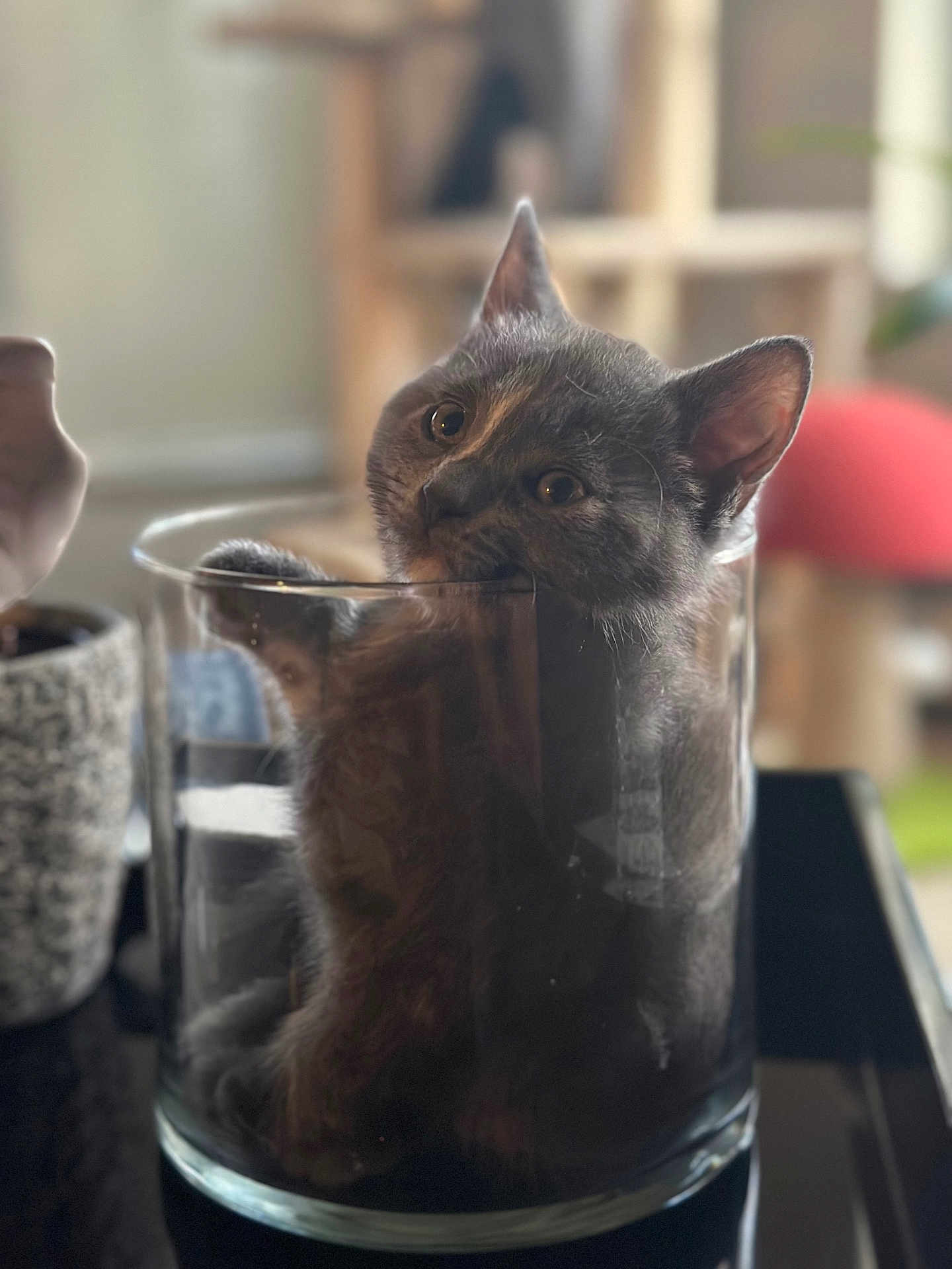 Piper joined the competition — help win amazing prizes! cat, gray_cat, glass_container, cute, curious, pet, animal, indoor, feline, cozy, sitting, closeup, whiskers, ears, eyes, blurred_background, domestic_cat, fur, playful, container