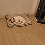 Jack a rejoint le concours — aidez-le/la à gagner de superbes lots ! bed, brown, cord, corner, dog, floor, furniture, indoor, pet, plug, power_strip, quiet, relaxed, resting, shelving, sleepy, small_dog, wall, white, wooden_floor