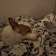 Jack a rejoint le concours — aidez-le/la à gagner de superbes lots ! animal, bedroom, blanket, brown_patch, canine, comfort, cozy, dog, domestic, fur, indoor, pattern, pet, quiet, relaxed, resting, side_view, sleepy, soft_lighting, white_fur