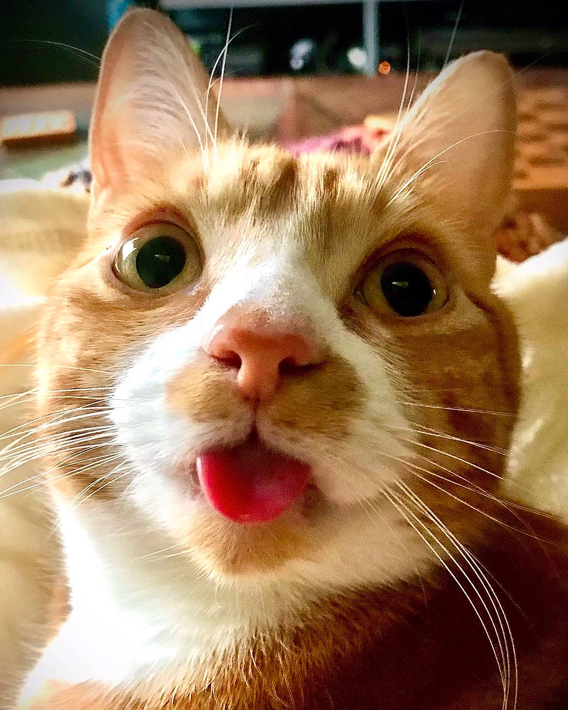 Cheddar joined the competition — help win amazing prizes! carnivore, cat, close_up, domestic_short_haired_cat, ear, eyelash, fawn, felidae, fur, iris, paw, small_to_medium_sized_cats, snout, whiskers