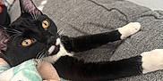 Mr. Monopoly joined the competition — help win amazing prizes! cat, tuxedo_cat, yellow_eyes, stretching, couch, blanket, cozy, indoor, pet, fur, whiskers, relaxed, curious, home, feline, animal, soft, comfort, resting, black_and_white