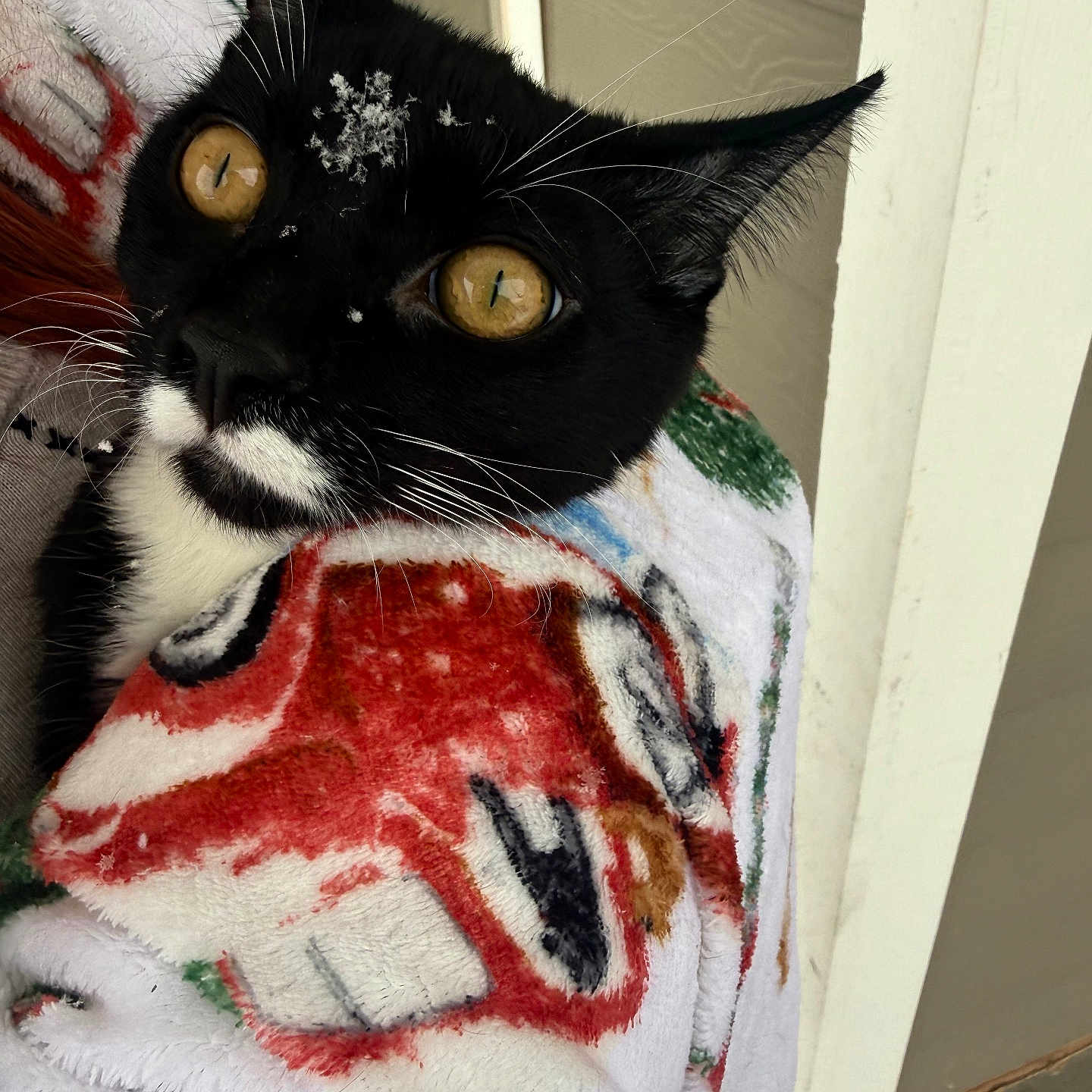 Mr. Monopoly is registered to the contest to win money with this photo: animal, black_and_white_cat, blanket, cat, close_up, comfort, cozy, curious, ears, face, fur, holiday_theme, indoor, nose, pet, snowflakes, soft_texture, whiskers, wrapped, yellow_eyes