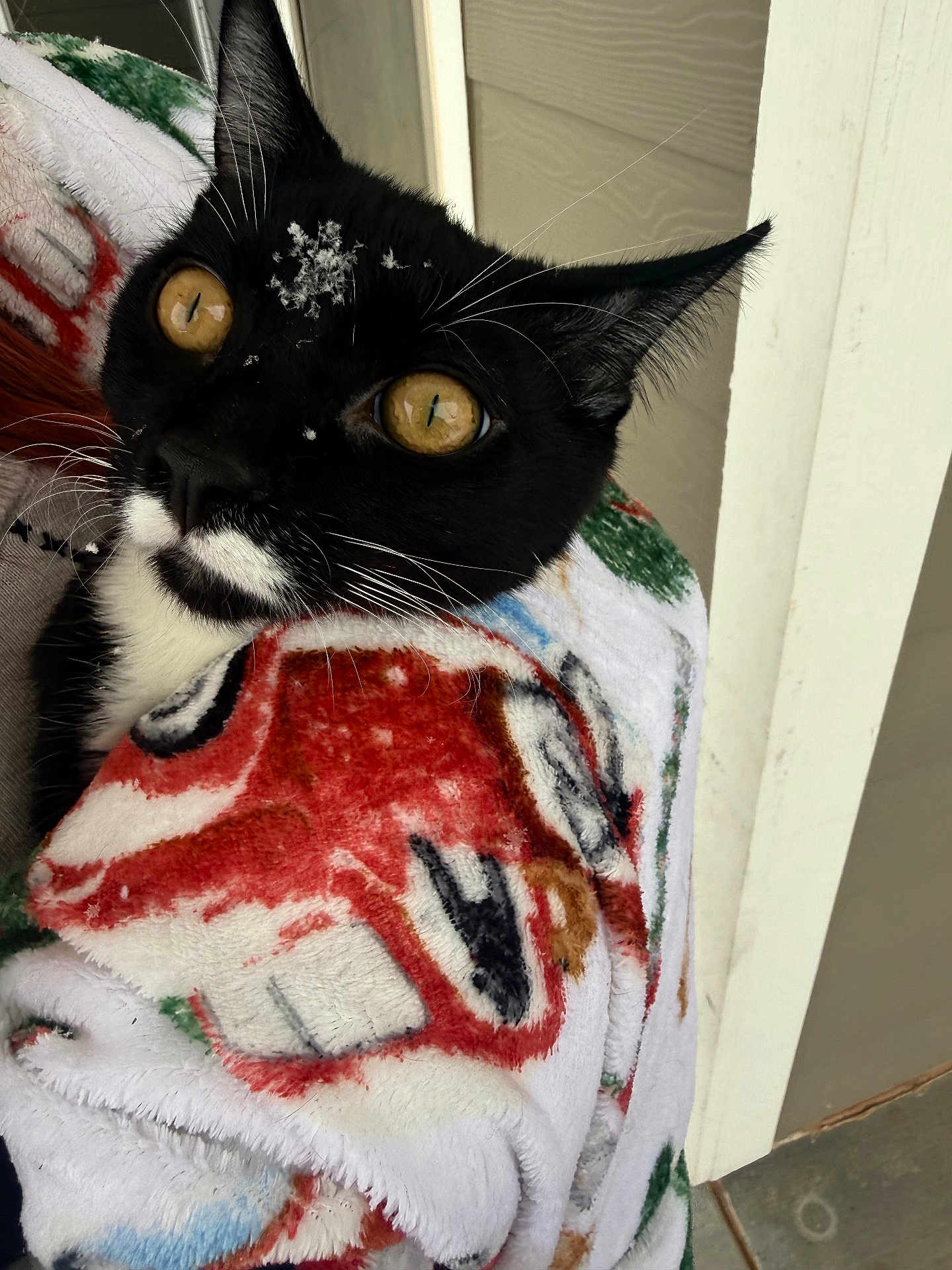 Mr. Monopoly is registered to the contest to win money with this photo: cat, black_and_white_cat, yellow_eyes, blanket, holiday_theme, snowflakes, close_up, curious, fur, whiskers, indoor, pet, animal, cozy, wrapped, face, ears, nose, soft_texture, comfort