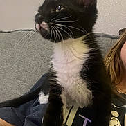 Mr. Monopoly is registered to the contest to win money with this photo: animal, black_and_white, cat, closeup, couch, curious, cute, domestic, feline, fur, fuzzy, indoor, kitten, lap, person_partial, pet, resting, sitting, whiskers, young