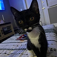 Mr. Monopoly joined the competition — help win amazing prizes! kitten, cat, black_and_white, indoor, blanket, curious, pet, whiskers, feline, living_room, striped, young, animal, closeup, cute, paw, home, fur, playful, soft