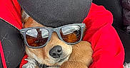 Buddy is registered to the contest to win money with this photo: dog, puppy, sunglasses, hat, beanie, red_jacket, blanket, car_seat, hand, cozy, pet, cute, fashion, relaxed, canine, portrait, accessory, indoor, animal, comfort