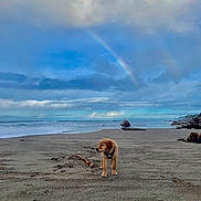 Buddy joined the competition — help win amazing prizes! dog, puppy, beach, sand, ocean, waves, sky, cloudy, rainbow, outdoor, nature, water, coast, seashore, animal, pet, landscape, scenic, peaceful, daytime