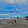 dog, puppy, beach, sand, ocean, waves, sky, cloudy, rainbow, outdoor, nature, water, coast, seashore, animal, pet, landscape, scenic, peaceful, daytime