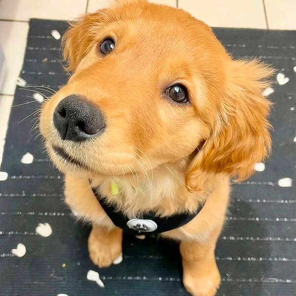 Buddy