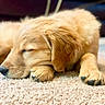 Buddy is registered to the contest to win money with this photo: puppy, dog, golden_retriever, sleeping, carpet, close_up, pet, fur, cute, domestic_animal, animal, young, paws, indoors, cozy, relaxation, resting, soft_texture, nap, adorable