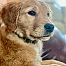 Buddy is registered to the contest to win money with this photo: dog, puppy, golden_retriever, pet, animal, fur, collar, indoor, couch, relaxed, cute, closeup, portrait, young, canine, mammal, domestic, companion, furry, snout