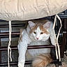 Honey is registered to the contest to win money with this photo: cat, fluffy, orange_and_white, feline, pet, indoor, carpet, chair, cushion, wooden_bars, paw, relaxed, curious, animal, fur, whiskers, tail, domestic_cat, resting, cute