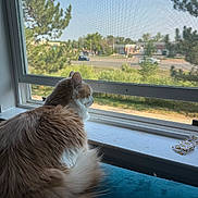 Honey is registered to the contest to win money with this photo: cat, window, screen, tree, outdoor, indoor, cushion, orange_cat, white_cat, pet, sunlight, daytime, feline, looking_out, resting, fur, home, nature, quiet, peaceful