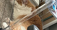Honey joined the competition — help win amazing prizes! cat, orange_cat, white_cat, sleeping, indoor, carpet, plastic_bin, cozy, feline, pet, resting, curled_up, household, container, fur, whiskers, ears, paw, relaxed, closeup