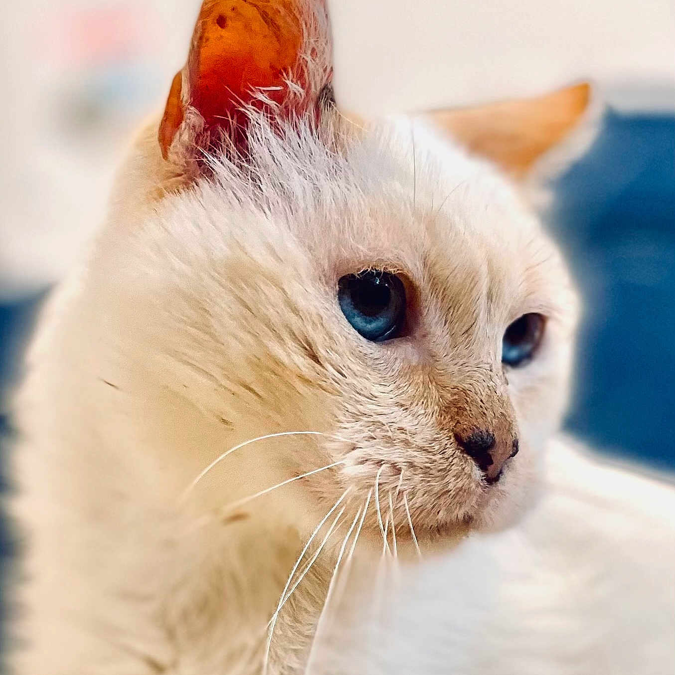 Susu a rejoint le concours — aidez-le/la à gagner de superbes lots ! animal, blue_eyes, cat, close_up, cute, domestic_cat, ears, face, feline, fur, indoor, looking_away, mammal, nose, pet, portrait, profile, soft_texture, whiskers, white_cat
