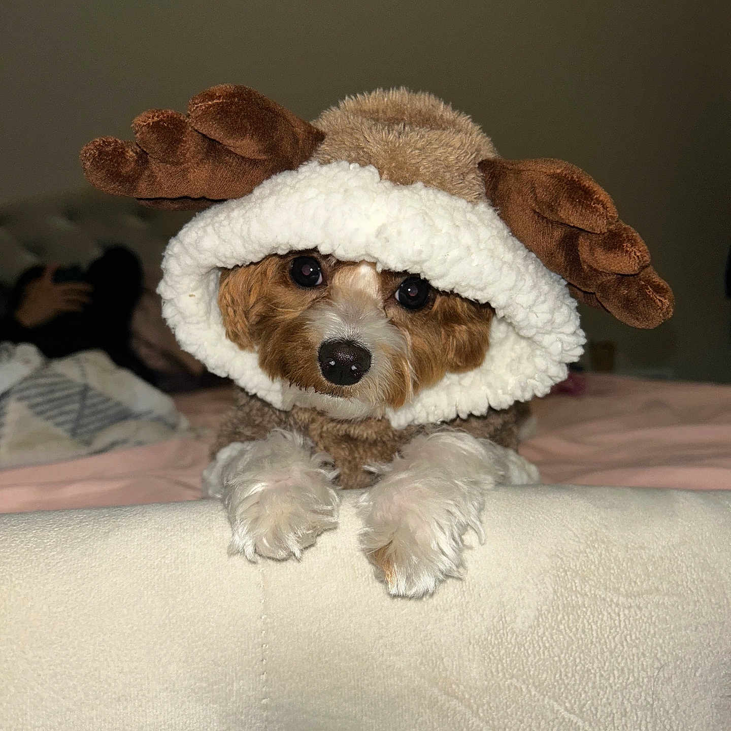Nova joined the competition — help win amazing prizes! animal, brown, costume, couch, cute, dog, eyes, face, funny, fur, holiday, indoors, moose, nose, paws, pet, plush, soft, warm, white