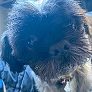 Bella joined the competition — help win amazing prizes! dog, pet, close_up, face, fur, nose, whiskers, eye, collar, id_tag, small_dog, black_fur, portrait, indoor, blanket, quilted_blanket, soft_lighting, cute, snout, head