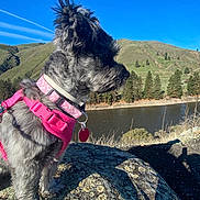 Pixie is registered to the contest to win money with this photo: dog, small_dog, pink_harness, collar, dog_tag, grey_fur, rock, lichen, river, hills, pine_trees, blue_sky, outdoors, landscape, hiking, sunlight, shadow, portrait, nose, ears