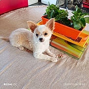 Buzzy a rejoint le concours — aidez-le/la à gagner de superbes lots ! animal, cream_fur, cute, dog, flowers, fluffy, home_decor, indoor, large_ears, lying_down, orange_planter, pet, portrait, potted_plants, puppy, sitting, small_dog, table, tablecloth, white_fur