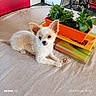 animal, cream_fur, cute, dog, flowers, fluffy, home_decor, indoor, large_ears, lying_down, orange_planter, pet, portrait, potted_plants, puppy, sitting, small_dog, table, tablecloth, white_fur