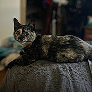 Theo joined the competition — help win amazing prizes! cat, tortoiseshell, animal, pet, feline, lying_down, indoor, cozy, blanket, fur, ears, whiskers, alert, curious, portrait, domestic, mammal, closeup, resting, side_view