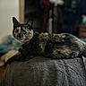 cat, tortoiseshell, animal, pet, feline, lying_down, indoor, cozy, blanket, fur, ears, whiskers, alert, curious, portrait, domestic, mammal, closeup, resting, side_view