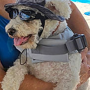 Ralphie is registered to the contest to win money with this photo: dog, white_dog, fluffy_dog, goggles, hat, bucket_hat, harness, person, arms, blue_shirt, outdoor, poolside, water, summer, pet, animal, tongue_out, happy, closeup, curly_fur