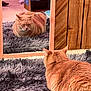 Toulouse joined the competition — help win amazing prizes! box, carpet, cat, cozy, feline, fluffy_rug, fur, home, indoor, loaf, mirror, mirror_frame, orange_cat, pet, portrait, reflection, relaxed, sitting, tabby, wood_panel