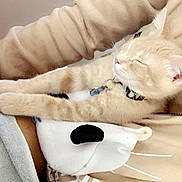 Toulouse is registered to the contest to win money with this photo: beige, blanket, cat, closeup, collar, cozy, fur, human_arm, indoor, kitten, lap, paws, pet, plush_toy, relaxed, sleeping, sweater, tag, whiskers, zipper