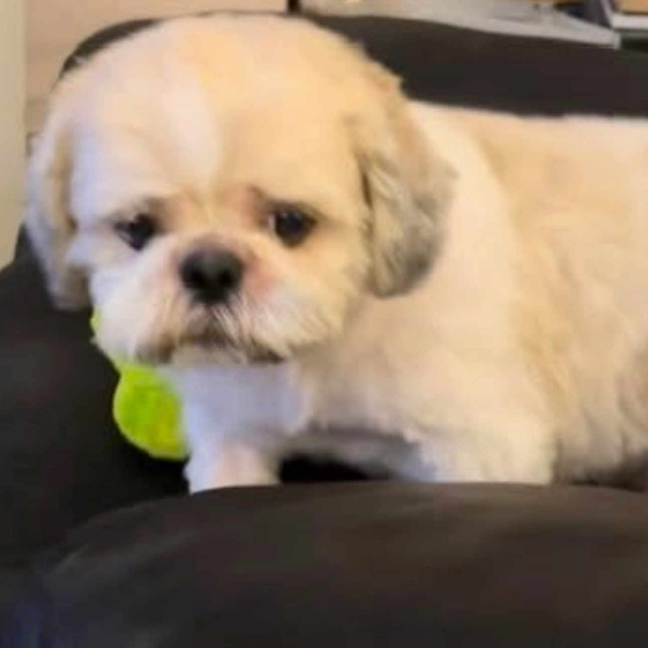 Mozbee is registered to the contest to win money with this photo: animal, black_nose, blurry, close_up, companion, couch, cream_colored, cute, dog, ears, face, fur, furry, indoor, indoor_lighting, pet, resting, sad_looking, small_dog, toy