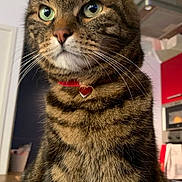 Papyrus participe au concours pour gagner de l'argent avec cette photo : cat, tabby, indoor, pet, animal, feline, collar, heart_shaped, green_eyes, whiskers, fur, domestic_cat, close_up, portrait, kitchen, appliance, furniture, household, cute, companion