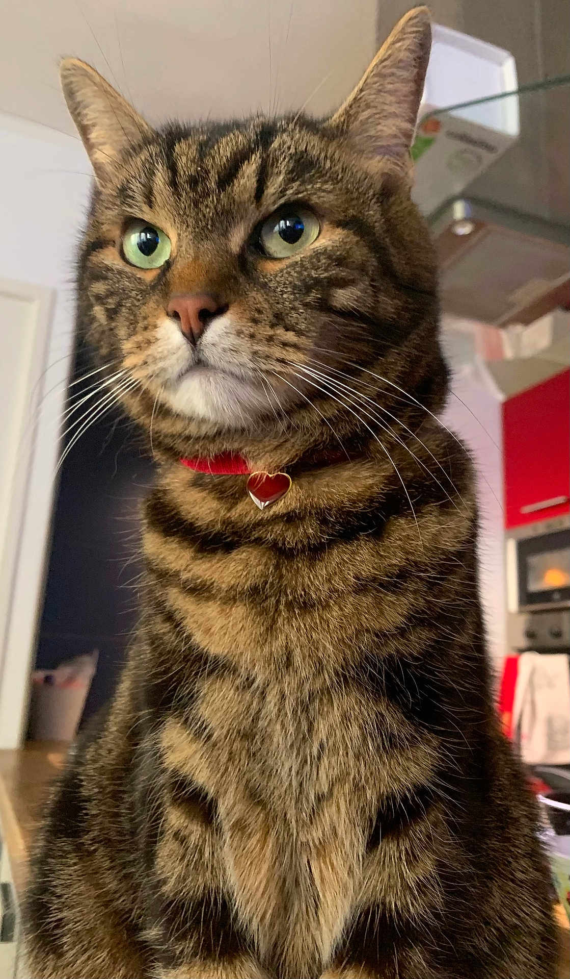Papyrus participe au concours pour gagner de l'argent avec cette photo : cat, tabby, indoor, pet, animal, feline, collar, heart_shaped, green_eyes, whiskers, fur, domestic_cat, close_up, portrait, kitchen, appliance, furniture, household, cute, companion