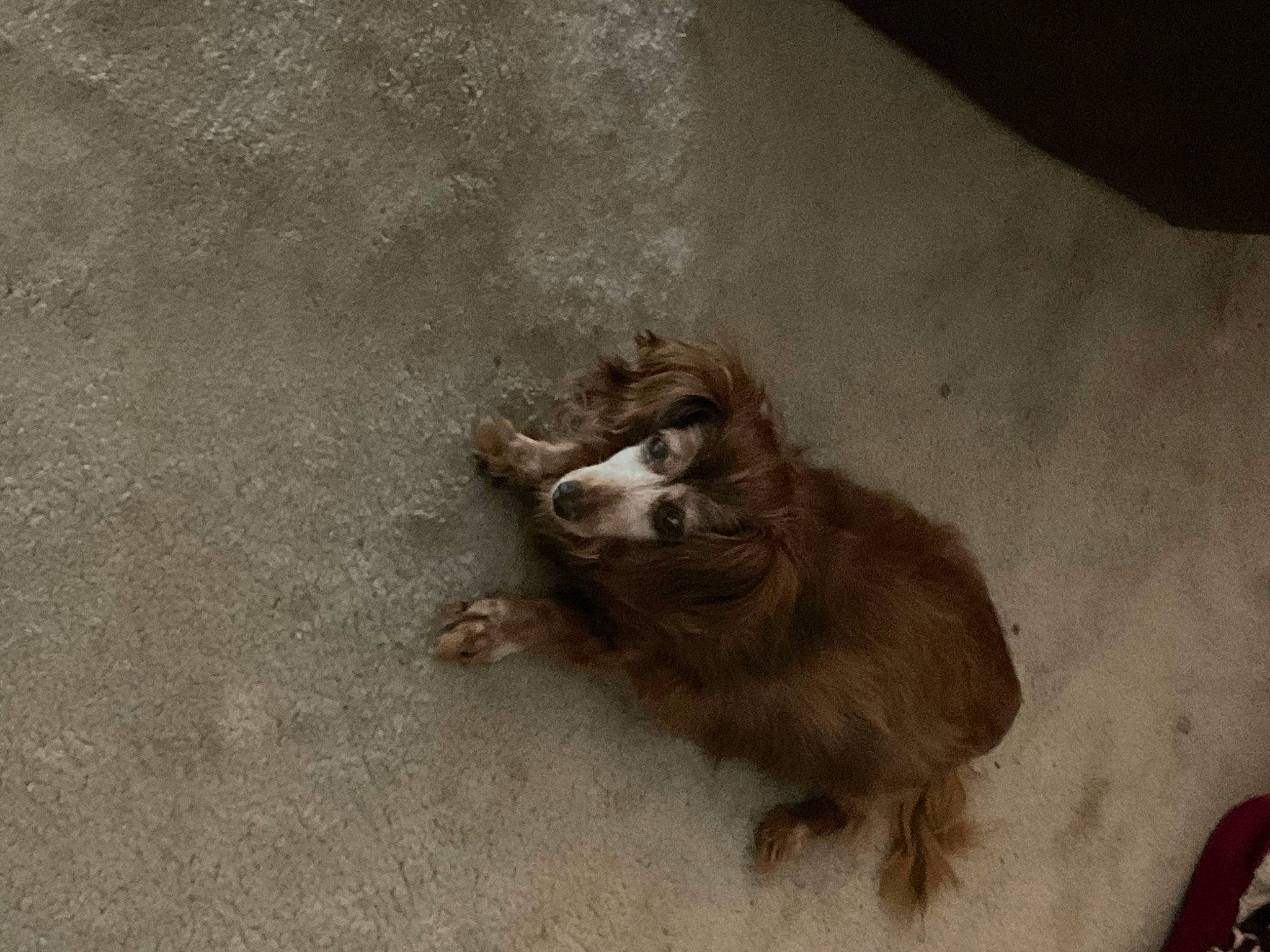 Lucy is registered to the contest to win money with this photo: canidae, carnivore, cat, claw, dog_breed, fawn, felidae, fur, liver, mustelidae, paw, small_to_medium_sized_cats, snout, sporting_group, tail, terrestrial_animal, whiskers, wildlife, window