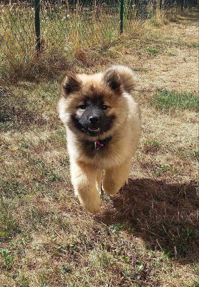 Lumina Des Criniere De Feu