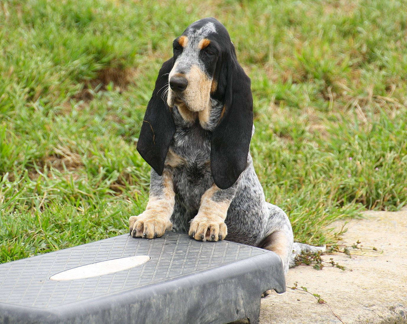 Turkoise participe au concours pour gagner de l'argent avec cette photo : biting, canidae, carnivore, companion_dog, dog, dog_breed, grass, hound, hunting_dog, plant, snout, sporting_group, tail, terrestrial_animal, working_animal, working_dog
