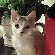Peanut joined the competition — help win amazing prizes! kitten, cat, indoor, plant, flower_pot, yellow_cloth, black_surface, red_appliance, curious, pet, animal, young, feline, ears, whiskers, eyes, home, window_blinds, decor, domestic