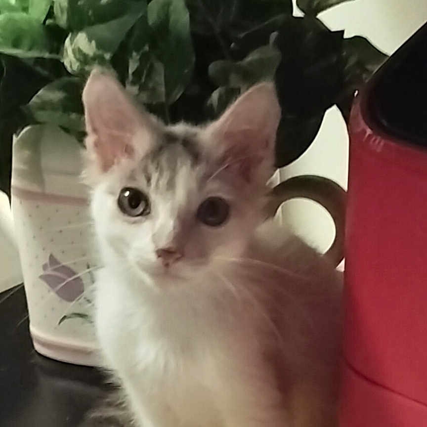 Peanut joined the competition — help win amazing prizes! kitten, cat, indoor, plant, flower_pot, yellow_cloth, black_surface, red_appliance, curious, pet, animal, young, feline, ears, whiskers, eyes, home, window_blinds, decor, domestic