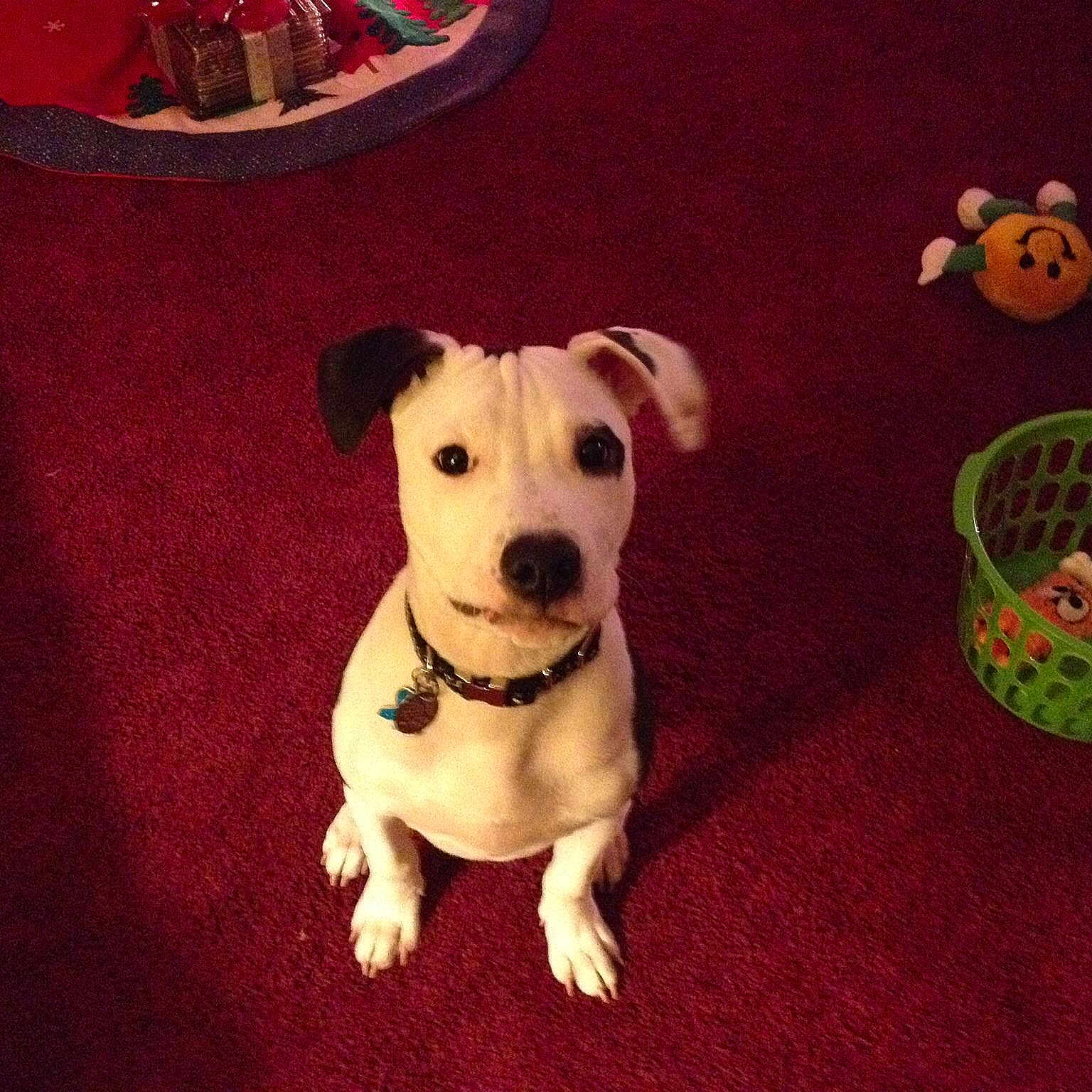 Puck is registered to the contest to win money with this photo: