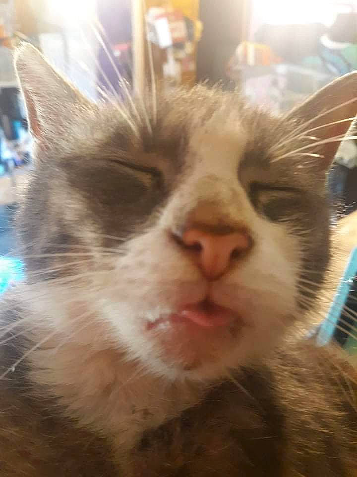 Sonic joined the competition — help win amazing prizes! carnivore, cat, domestic_short_haired_cat, ear, eyelash, fawn, felidae, fur, mammal, paw, small_to_medium_sized_cats, vertebrate, whiskers