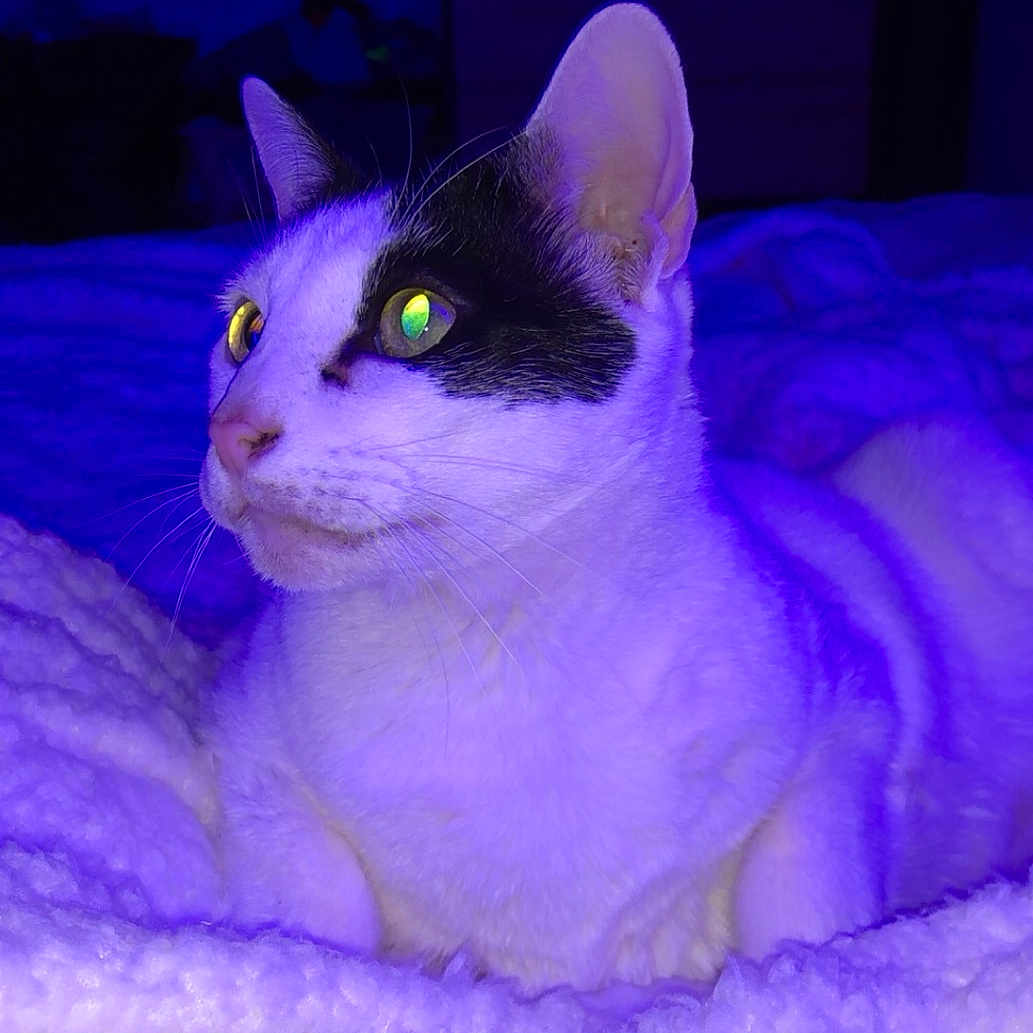 Eole participe au concours pour gagner de l'argent avec cette photo : animal, bed, black_and_white, blanket, cat, closeup, cozy, cute, domestic, ears, feline, fur, indoor, pet, portrait, purple_light, relaxed, resting, sleepy, whiskers