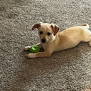 Razor is registered to the contest to win money with this photo: animal, carpet, cute, dog, domestic_animal, ears, floor, fur, indoor, light_brown, looking, lying_down, paw, pet, playful, puppy, relaxed, small_dog, toy, young_dog