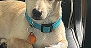 Razor is registered to the contest to win money with this photo: animal, blue_collar, canine, collar, cute, dog, domestic_animal, ears, fur, household, indoor, leather_chair, looking_at_camera, nose, paw, pet, puppy, resting, sitting, small_dog