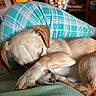 Razor is registered to the contest to win money with this photo: animal, blanket, canine, close_up, covering_face, cozy, cute, dog, fur, furniture, indoor, light_brown, paw, peaceful, pet, plaid, relaxed, resting, sleeping, soft_surface