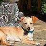 Razor is registered to the contest to win money with this photo: animal, collar, daylight, dog, ears, frog_statue, greenery, nature, outdoor, paw, pet, pet_tag, relaxed, sitting, small_dog, snout, statue, sunlight, tan_dog, wooden_deck