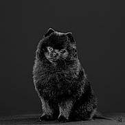 Scoubidou participe au concours pour gagner de l'argent avec cette photo : animal, background, black, black_and_white, cute, dog, eyes, fluffy, fur, head_tilt, isolated, monochrome, pet, portrait, sitting, small_dog, soft, studio, studio_lighting, whiskers