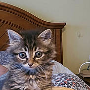 Tinkerbell joined the competition — help win amazing prizes! kitten, cat, tabby, fluffy, bed, bedding, wooden_headboard, indoor, pet, animal, cute, curious, feline, young, fur, whiskers, ears, eyes, resting, domestic_animal