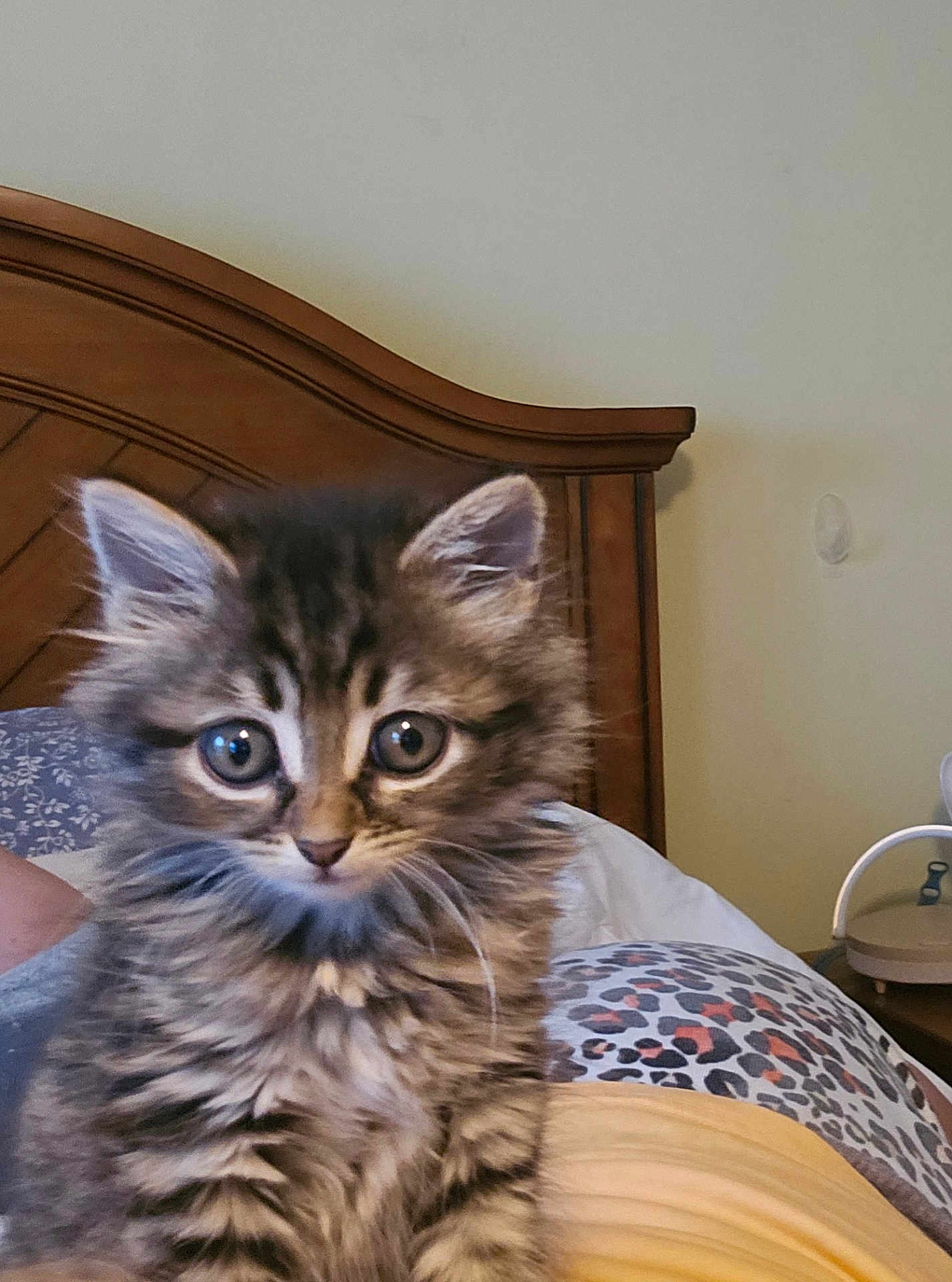 Tinkerbell joined the competition — help win amazing prizes! kitten, cat, tabby, fluffy, bed, bedding, wooden_headboard, indoor, pet, animal, cute, curious, feline, young, fur, whiskers, ears, eyes, resting, domestic_animal