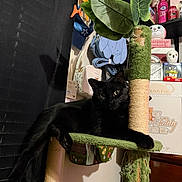 Nova is registered to the contest to win money with this photo: black_cat, cat, feline, pet, animal, sitting, lounging, green_cat_tree, scratching_post, indoor, home, room, plant_leaves, artificial_plant, plush_toys, owl_figurines, shelves, decorations, black_fur, portrait